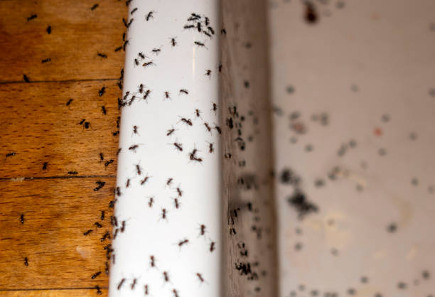 Best Cockroach Control Services  in Citrus Heights, CA