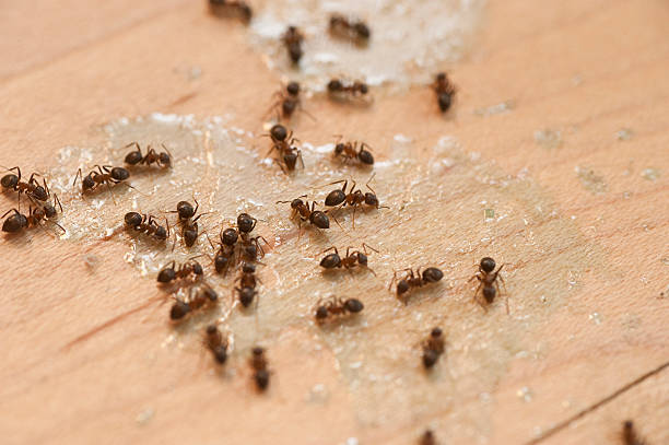 Best Pest Prevention Services  in Citrus Heights, CA