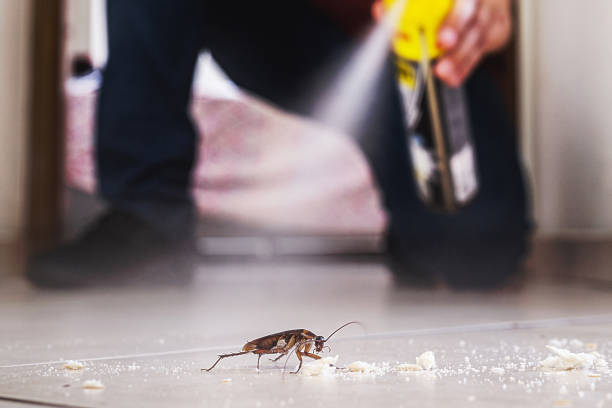 Spider Control Near Me in Citrus Heights, CA